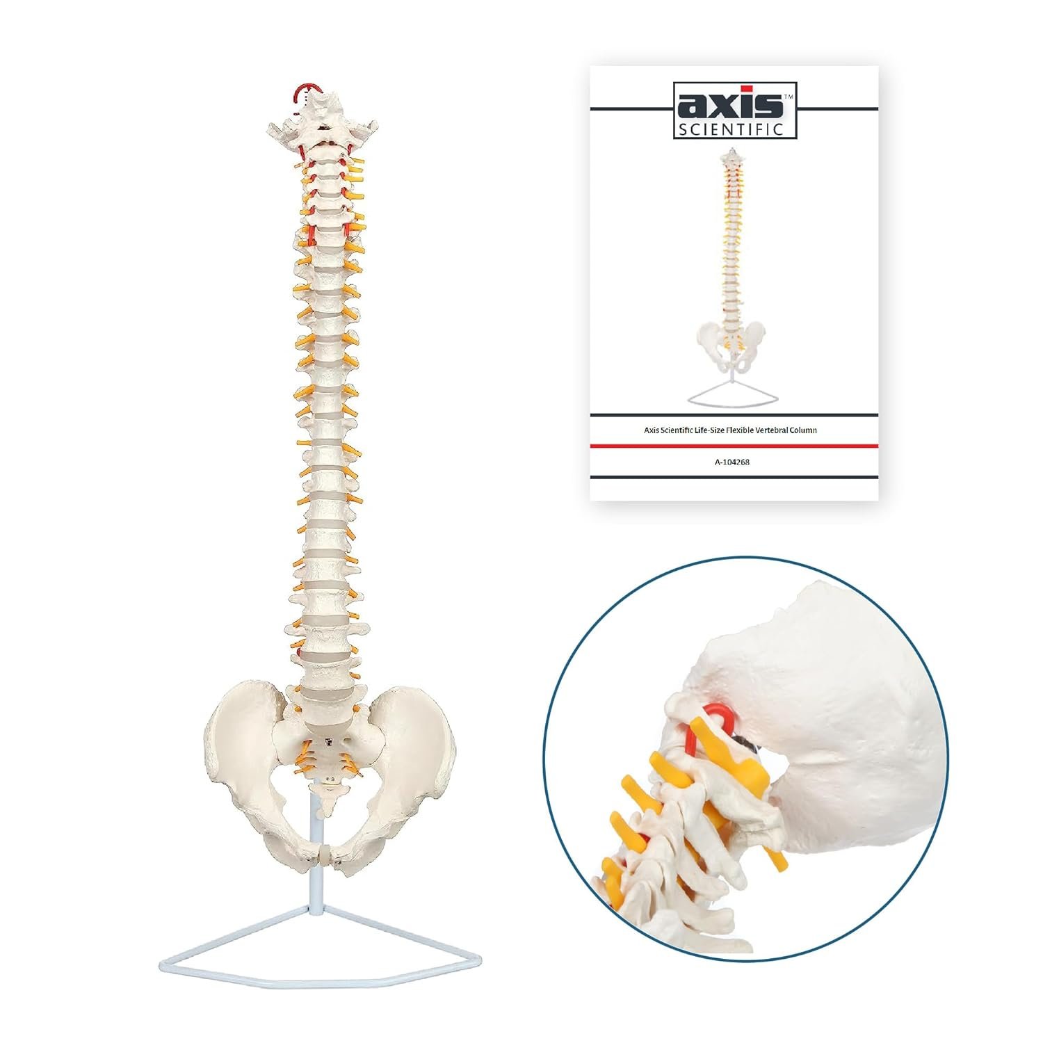 Axis Scientific 34" Life Size Spine Model with Nerves, Vertebrae, Arteries, Lumbar Column, Male Pelvis, Includes Durable Stand and Full Color Product Manual
